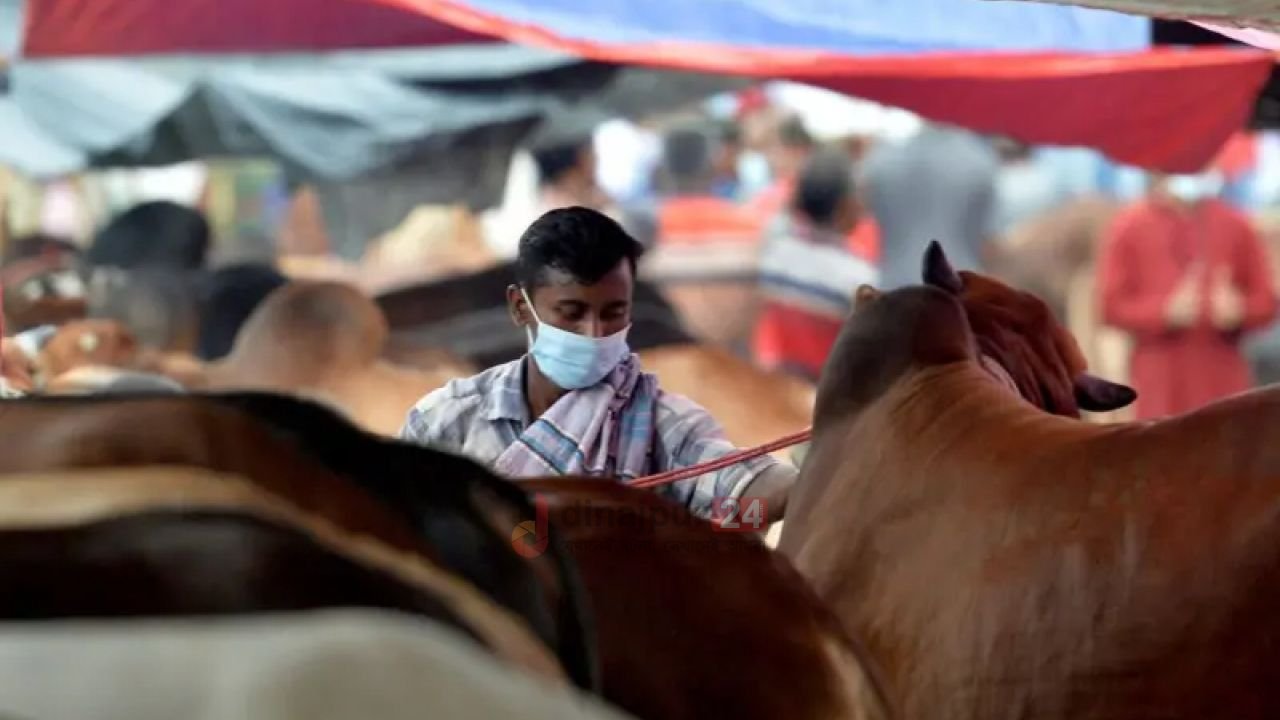 ইসলামের বিধান অনুযায়ী কোরবানির মাংসের তিনভাগ করা কতটা জরুরি?