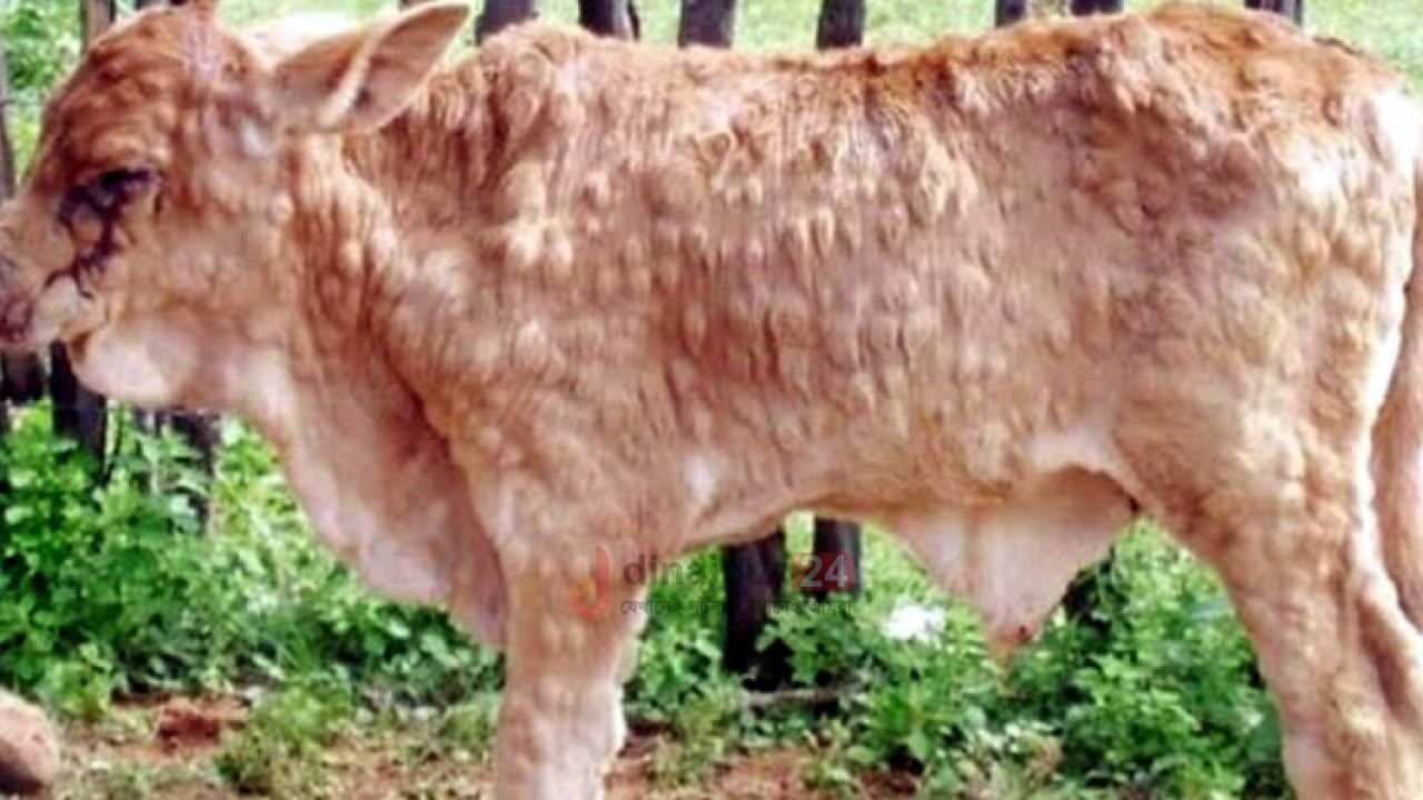 কাহারোলে গবাদি পশুর লাম্পি স্কিন রোগে ব্যাপক আক্রান্ত দুশ্চিন্তায় খামারি ও কৃষকেরা