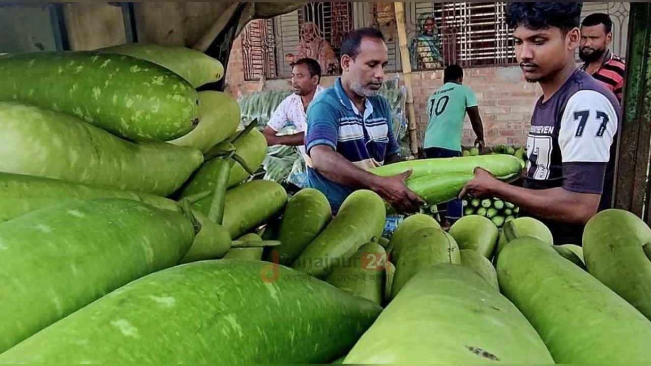 পঞ্চগড়ে কৃষকের মাথায় হাত: এক লাউ পাইকারিতে ১ টাকা, খুচরায় ৩০ টাকা